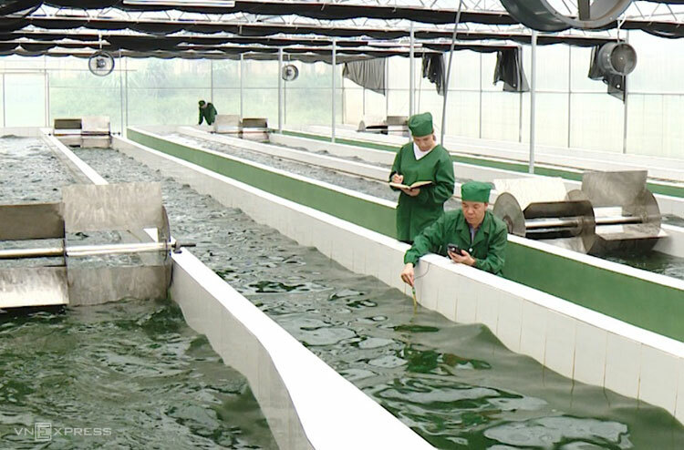 Việt Nam nhân nuôi thành công chủng giống tảo xoắn Spirulina